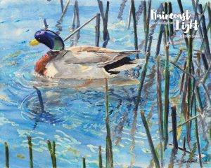 Watercolour painting of a mallard swimming among the tall grasses in a lake