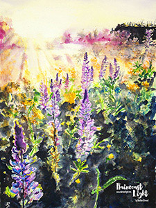 Watercolour painting of a lupin filled meadow backlit by the setting sun